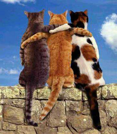 Cat friends yoga