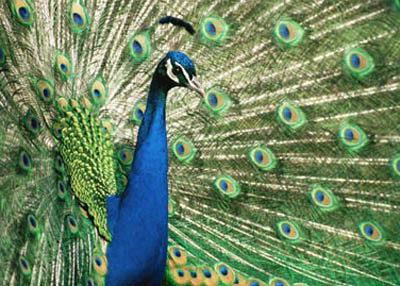 animal yoga poses - peacock pose pincha mayurasana