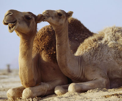 animal yoga poses - camel pose ustrasana