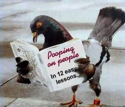 pooping on people in 12 easy lessons